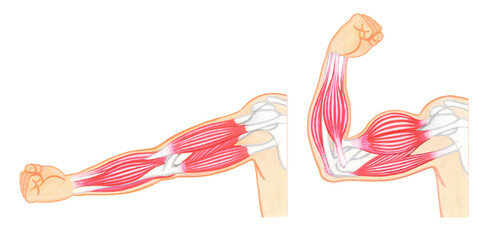 腕の筋肉-力こぶ