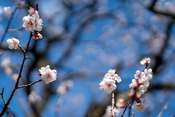 早春のイメージ・梅の花のアップ