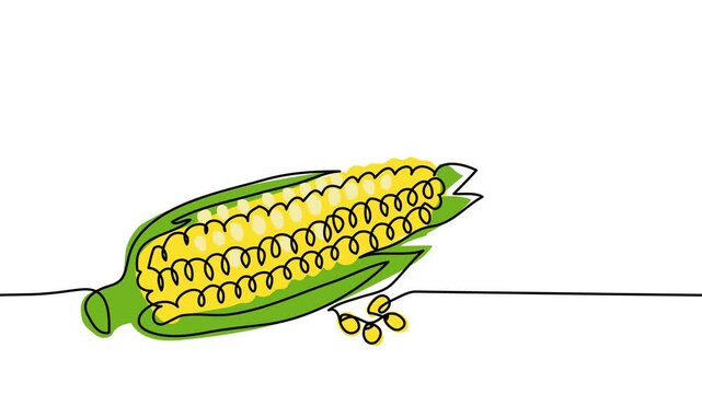 Corn single line animated illustration. One continuous self drawing line animation, footage of corn