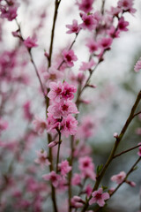 blooming branches from the peach tree in spring