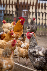 Chickens in a rural farm raised on the ground