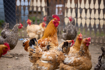 Chickens in a rural farm raised on the ground