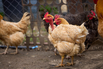 Chickens in a rural farm raised on the ground