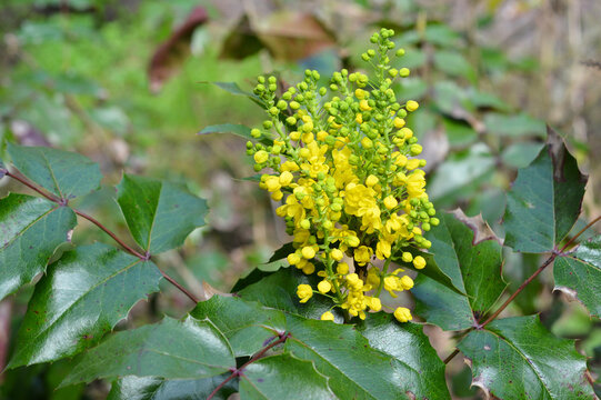 The evergreen shrub Mahonia aquifolium. Mahonia aquifolium, Oregon grape mahonia or holly-leaved berberry bloomingin spring garden.