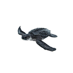 Fototapeta premium Majestic sea turtle swimming gracefully in a clear ocean environment