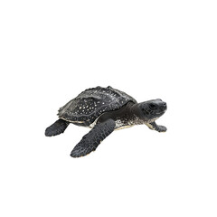 Fototapeta premium Captivating Sea Turtle Swimming Gracefully Underwater in Ocean