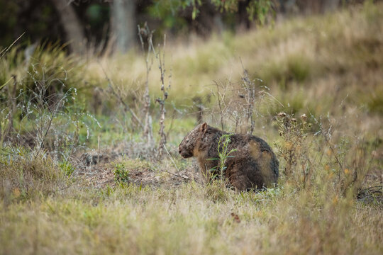 Wild wombat in regional New South Wales showing early signs of mange
