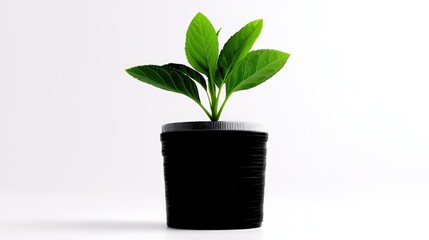 Fototapeta premium A Vibrant Green Seedling Growing from a Small Black Pot Symbolizing Nature Growth and Prosperity