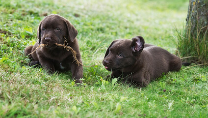 Braune Labrador Retriever Welpen im Garten