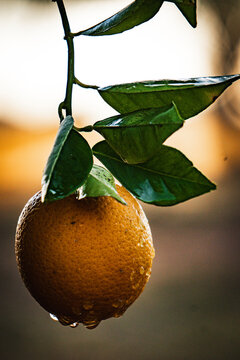 An orange hanging after rainfall