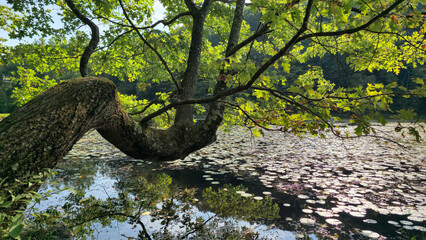 Fototapeta premium Old White Oak Tree Growing in a Garden Spot Over a Peaceful Pond Full of Lilly Pads Beautiful Wildlife Sunlight Green Leaves Reflective Water Beautiful Summer Day National Park Northeast New Jersey
