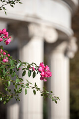 장미가 있는 정원