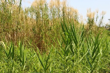 Green grass field beside a road