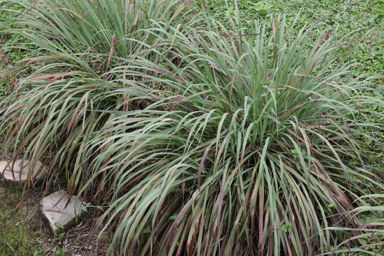 Una toma de cerca de una planta grande de citronela o limoncillo en el campo