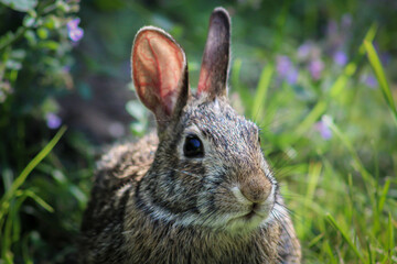 close-up of a cute bunny rabbit in the grass with purple wildflowers nature easter landscape banner or design element. cute animal portraits.