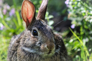 macro close-up of a cute bunny rabbit in the grass with purple wildflowers nature landscape or design element for easter. cute animal portraits.