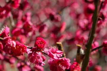 紅梅の花が咲く春のひととき