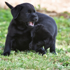 Spielende schwarze Labrador Retriever Welpen