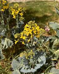 Brassica oleracea var. viridis blooms yellow flowers in the natural garden. Collard is a group of...