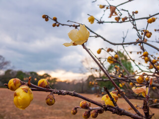 冬空に咲くロウバイの花