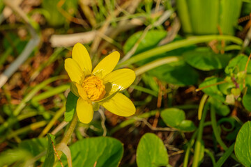 日差しを浴びるヒメリュウキンカの黄色い花