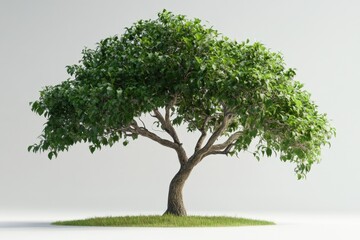 Obraz premium A lush green tree grows against a bright white background