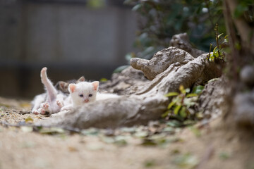 産まれて間もない仔猫