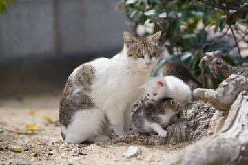 お母さん猫と仔猫たち