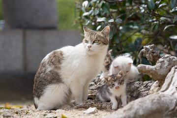 お母さん猫と仔猫たち