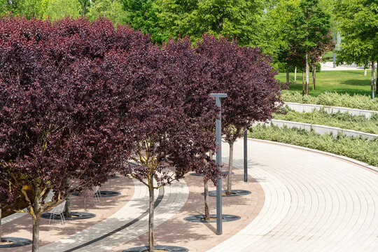 Cerasifera 'Nigra' (black cherry or prunus 'Pissardii Nigra') grows in Galitsky landscape park. Close-up of purple leaves of Prunus cerasifera against blue sky. Krasnodar City Park. Spring 2024.