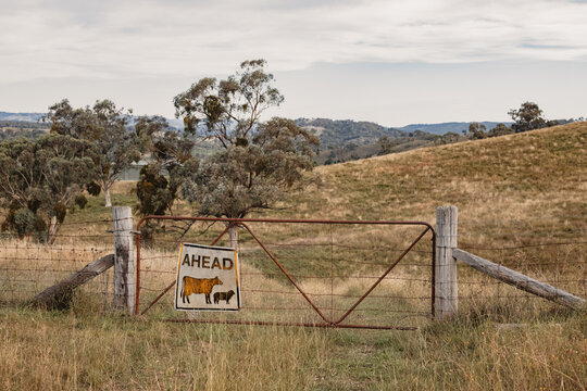 Rural farm gate on hill top with cattle ahead warning sign