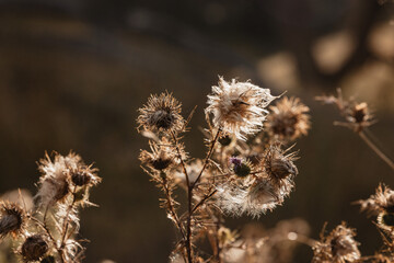 Dried thistle weed flowers glistening in afternoon sunshine