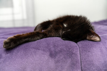 Relaxed Black Cat Sleeping on a Soft Purple Blanket. Cozy and Adorable Pet Resting in a Comfortable Home cold winter weather. Peaceful Feline Nap. Fluffy Domestic Cat Relaxation. Pet ownership.