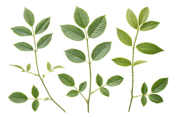 Rose Branches Isolated on on transparent background, Fresh Green Leaves on Stem with Thorns, Botanical Cutouts