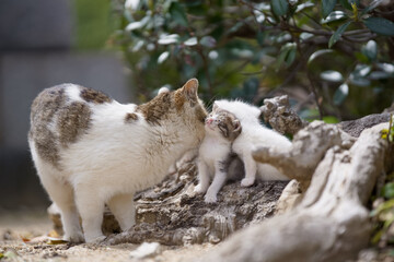 お母さん猫と仔猫たち