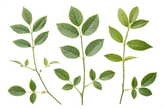 Rose Branches Isolated on on transparent background, Fresh Green Leaves on Stem with Thorns, Botanical Cutouts