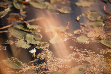 Single waterlily flower emerging from dam covered in water weed