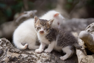 産まれて間もない仔猫