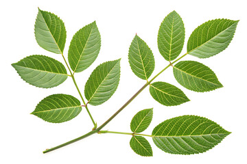 Obraz premium Isolated Rose Leaf Branch Lush Green Foliage on Black Backdrop, Detailed Veins, Fresh Isolated on on transparent background