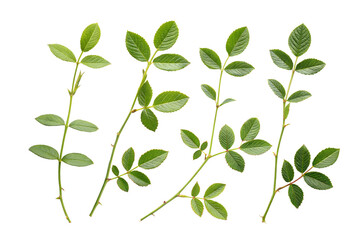 Obraz premium Rose Stems with Leaves Set on Black Background, Fresh Green Leaves, Botanical Elements