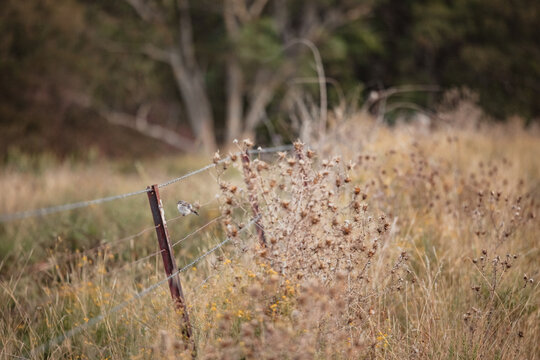 Lone Jacky Winter - Microeca fascinans - perched on farm fence in rural New South Wales