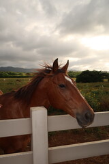 Fototapeta premium Majestic horse in a tropical field at sunset. 