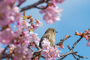 桜の枝にとまるジョウビタキの雌