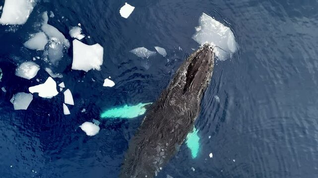 Whale tail wild animals at cold water ocean. Iceberg expedition snow Antarctica, Arctic, Norway wildlife of marine mammals. Ice nature winter north ocean. Tourism travel adventure concept. Aerial view