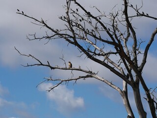 Red tailed hawk perched on a tall tree branch, Colorado