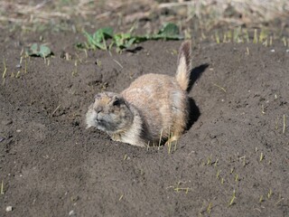 Prairie dog after spring rain, Colorado