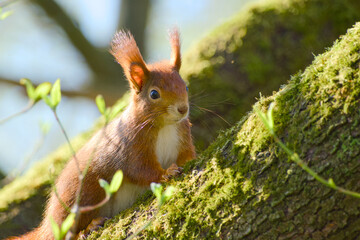 curious cute red squirrel is sitting on a tree trunk close-up