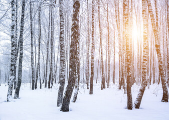 Fototapeta premium Birch grove after a snowfall on a winter. Sunlight breaking through the branches.