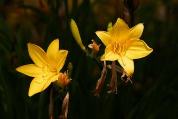 Hemerocallis. Yellow daylily flowers in full bloom and bloomed flowers on a dark green background.