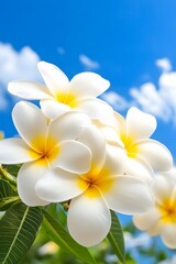 Fototapeta premium Stunning White Plumeria Flowers Against Blue Sky